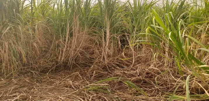 الصورة من مشروع إنتاج السكر ب"فم لڰليته" 