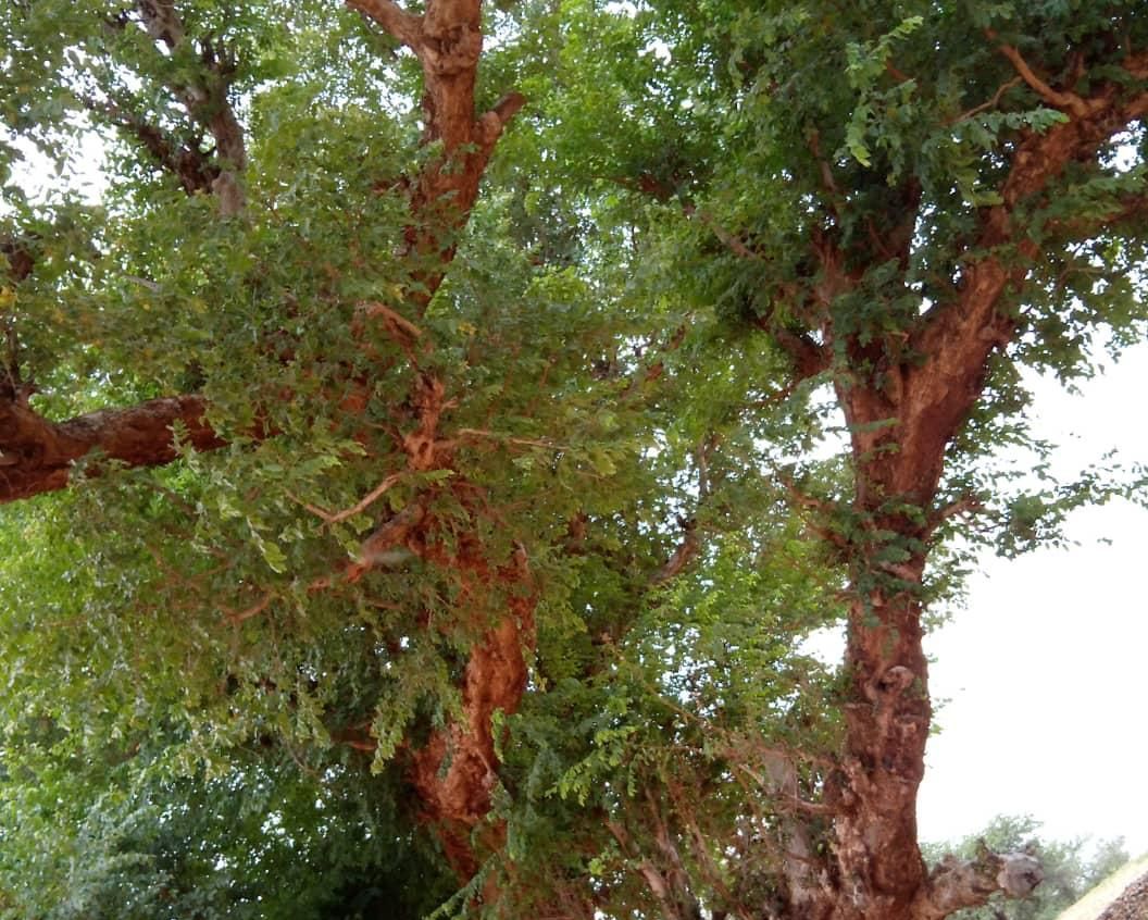 شجرة 'اجريكاي" التي عمرھا 300 سنة وفق الروايات الشعبية في بطحت ميت 